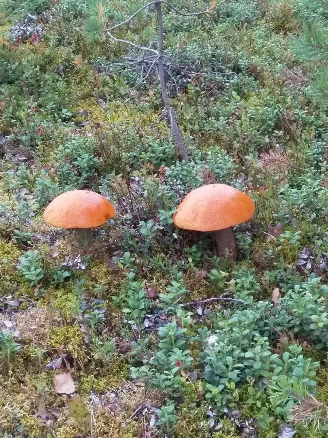 Villa Tiirinkallio Nilsiä Eksteriør billede